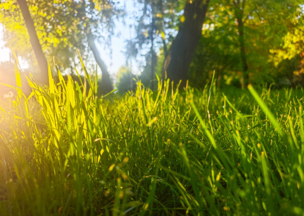 LUKRATÍVNY STAVEBNÝ POZEMOK – NITRA, ZOBOR (LUPKA)